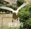 萌宠 鸭子 我来了 开心 呆萌 可爱
