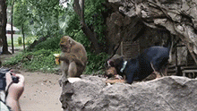 动物 猴子 猴子