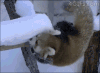 雪 掉落 树枝 冬天