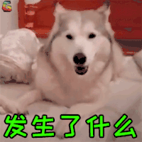 萌宠 二哈 狗 蒙圈 发生了什么 soogif soogif出品