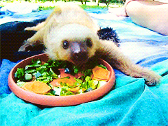 树懒 sloth 进食  咀嚼