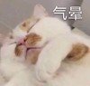 萌宠 猫星人 气晕 难受 呆萌 可爱