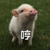 萌宠 小猪 哼 傲娇 呆萌 搞怪