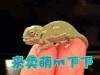 萌 来卖萌一下