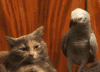 萌宠 生气 鹦鹉 鸟 猫