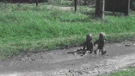 可爱 搞笑 萌宠 搞笑动物 笑死人