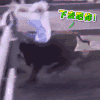 狗 卖萌 可爱 搞笑
