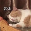 萌宠 喵星人 装死 趴着 搞怪 逗