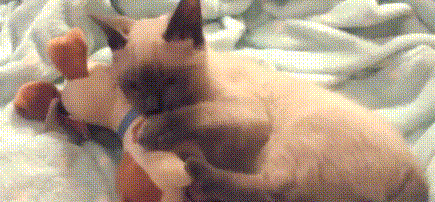 喵星人 萌宠 可爱 猫咪
