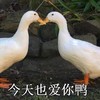 萌宠 鸭 今天也爱你 么么哒 呆萌 搞怪