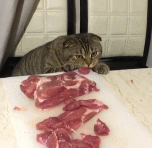 猫咪   吃肉   偷吃   搞笑  好口味