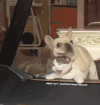 猫咪 小狗 绝望