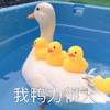 萌宠 小鸭子 我压力很大 难受 搞怪 逗