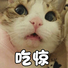 貓 萌寵 喵星人 貓咪 吃驚 soogif soogif出品