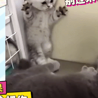 二哈 狗狗 汪星人 萌宠 可爱