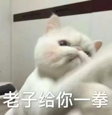 猫咪 萌宠 老子一拳 生气