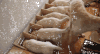 搞笑 可爱 搞笑动物 萌宠