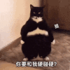 萌宠 猫星人 你要和我硬碰硬 狠人 呆萌 可爱