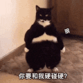 萌宠 猫星人 你要和我硬碰硬 狠人 呆萌 可爱