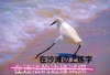 斗图 海鸥 在沙滩边上练字