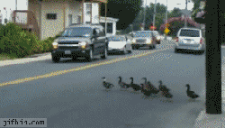 鸭子 排队 过马路 服了