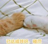 猫爪 毛茸茸 喵星人 碰爪