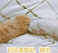 猫爪 毛茸茸 喵星人 碰爪