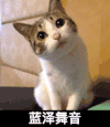 蓝泽舞音 猫咪 歪头 可爱