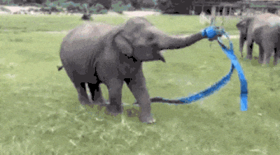 大象 动物 跳绳啦 搞笑