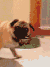 看我！看我！你再看我！！ 宠物 搞笑 可爱 萌 gif