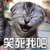 萌宠 猫 喵星人 笑死我吧 soogif soogif出品