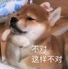 萌宠 汪星人 不对 这样不对 呆萌 可爱