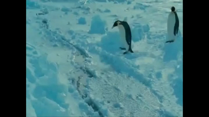 企鹅 penguin 跳水 排队