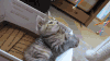 喵星人 困 逗猫棒 萌 玩具 后仰 拒绝 sleepy