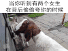 羊  扭头  旋转  听到  背后  夸你