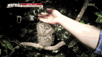 过年 猫头鹰 可爱 萌萌哒 温顺 爱抚