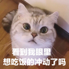 萌宠 喵星人 看到我了吗 我想吃饭 呆萌 可爱