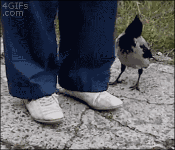 鸟 bird 找吃的 解鞋带
