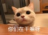 萌宠 喵星人 你在干嘛呀 卖萌 呆萌 可爱