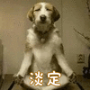 狗 淡定 搞怪 可爱 呆萌