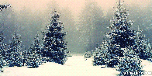 森林 下雪 美景 唯美