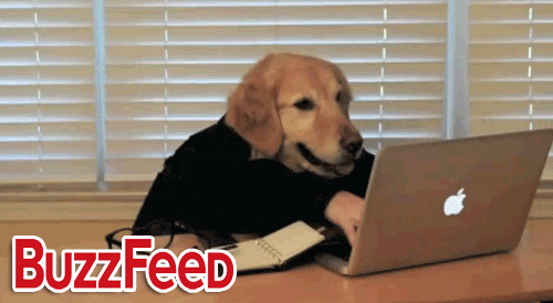 狗狗 可爱 玩电脑 打字