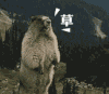 狗熊 大吼 愤怒 草