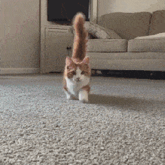 萌宠 猫咪 走路 小短腿