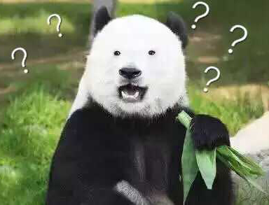 熊猫 目瞪口呆 可爱 问号