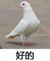 萌宠 鸽子 好的 可以 呆萌 可爱