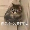 萌宠 猫星人 你为什么凶我 生气 呆萌 可爱