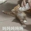 萌宠 猫星人 吨吨吨 奶茶 呆萌 可爱