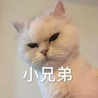 萌宠 猫星人 小兄弟 凝视 呆萌 可爱