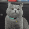 猫咪 眼神 惊吓 微笑